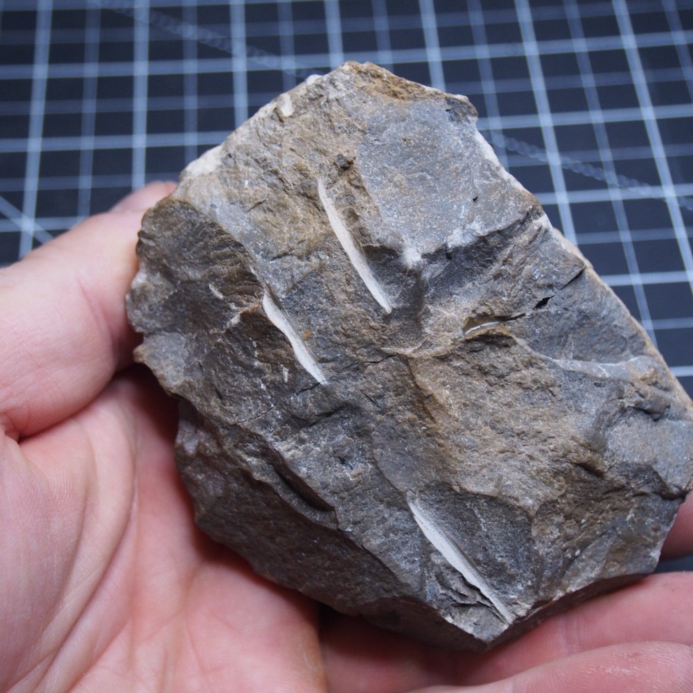 Morocops Trilobite Devonian Trilobiten Arthropods