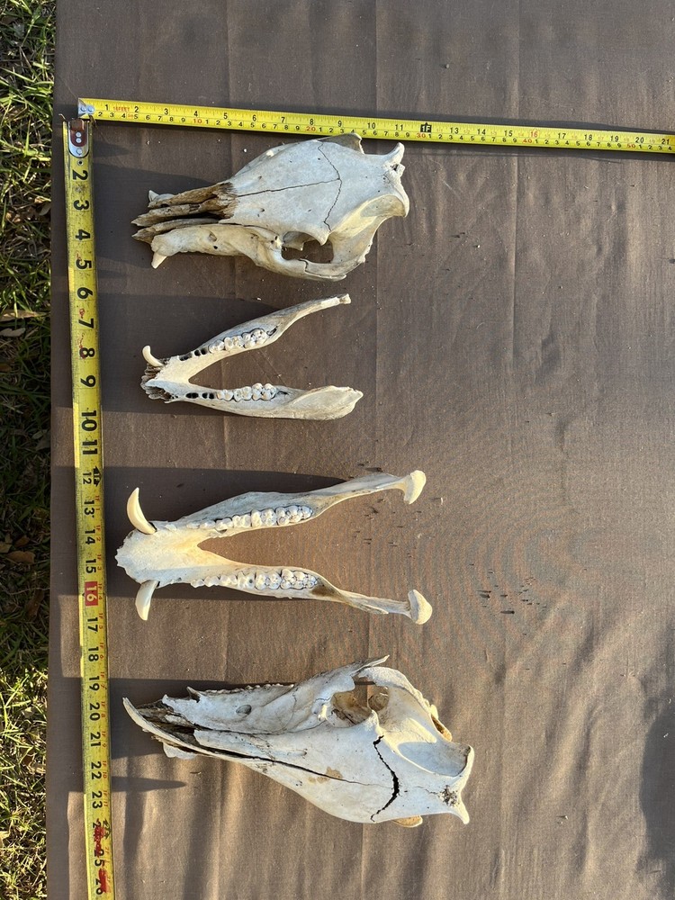 Real Authentic Texas Pig Hog Skulls With Lower Jaw Bone