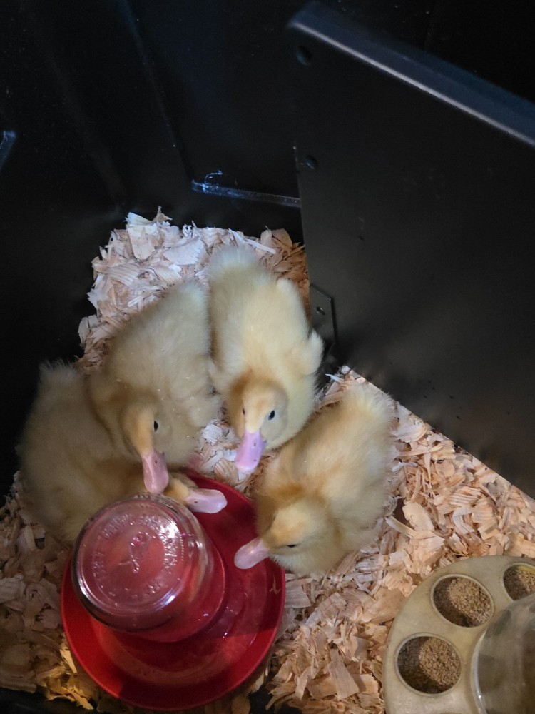 baby pekin ducks