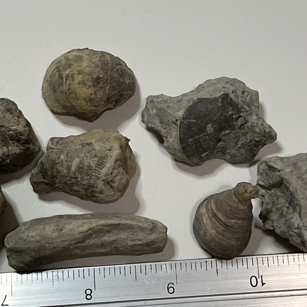 Devonian Fossils Lot Of 25