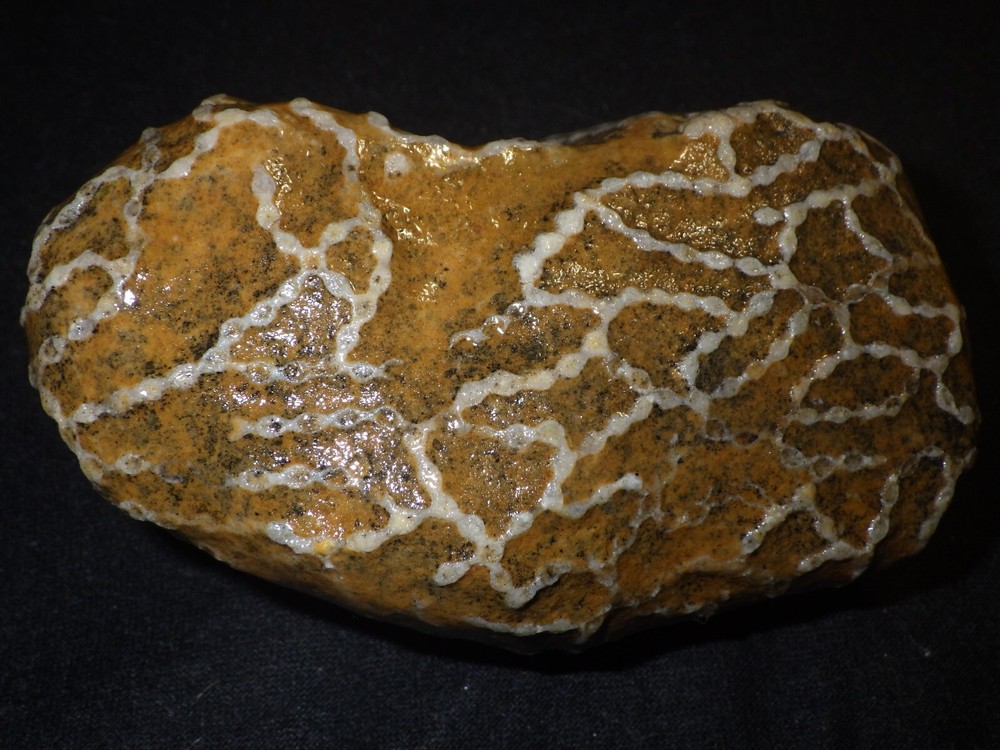 Chain Coral Halysites