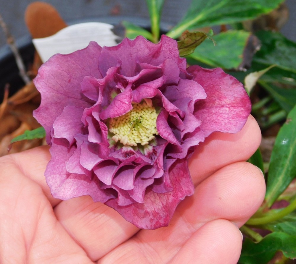 Hellebore Plants Mixed Double Flowered Seedlings