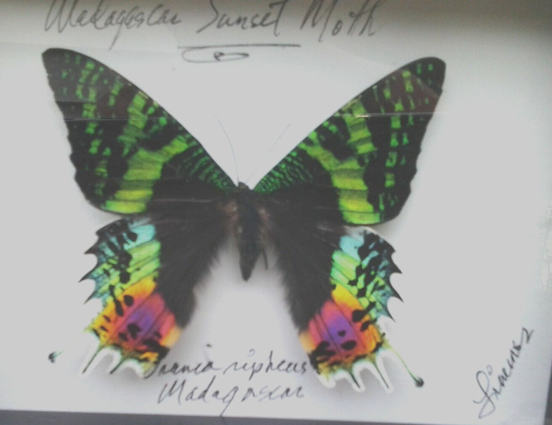 Urania ripheus - Expertly Spread Madagascar Sunset Moth
