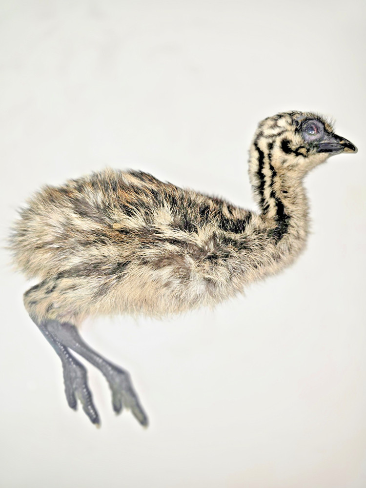 EMU Chick, entire body, fresh