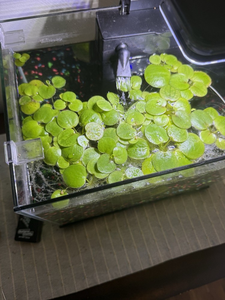 Frogbit Live Floating Plants for Aquarium and Pond