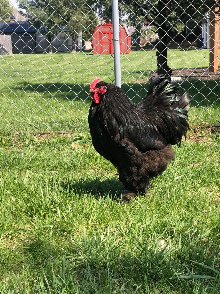 Cochin Hatching Eggs