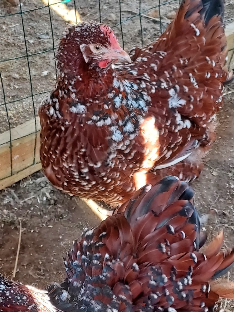 6 Assorted Purebred Chicken Fertile Hatching Eggs (Read Description)