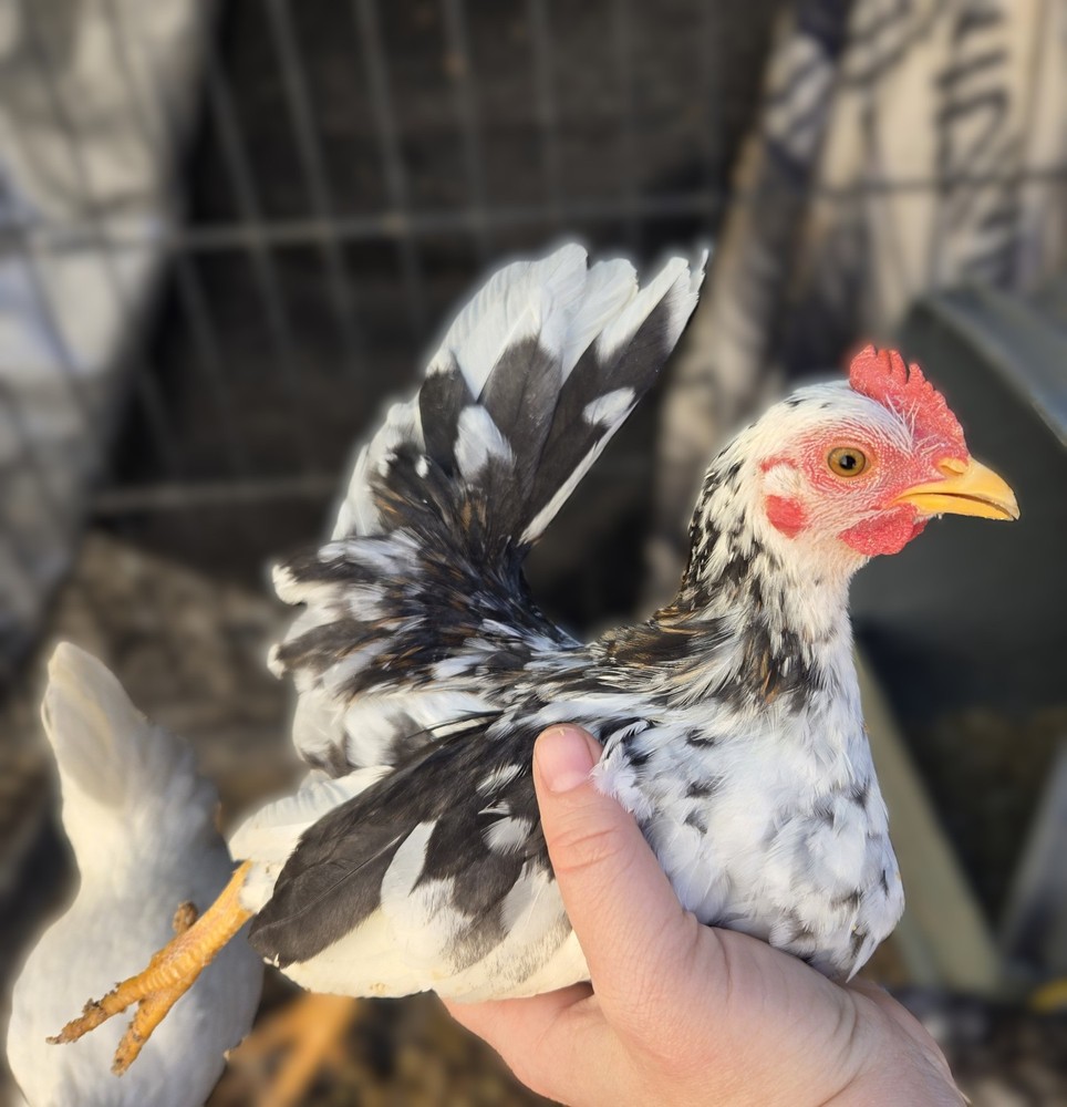 12+ A Dozen Serama Chicken Hatching Eggs Mini Chicken