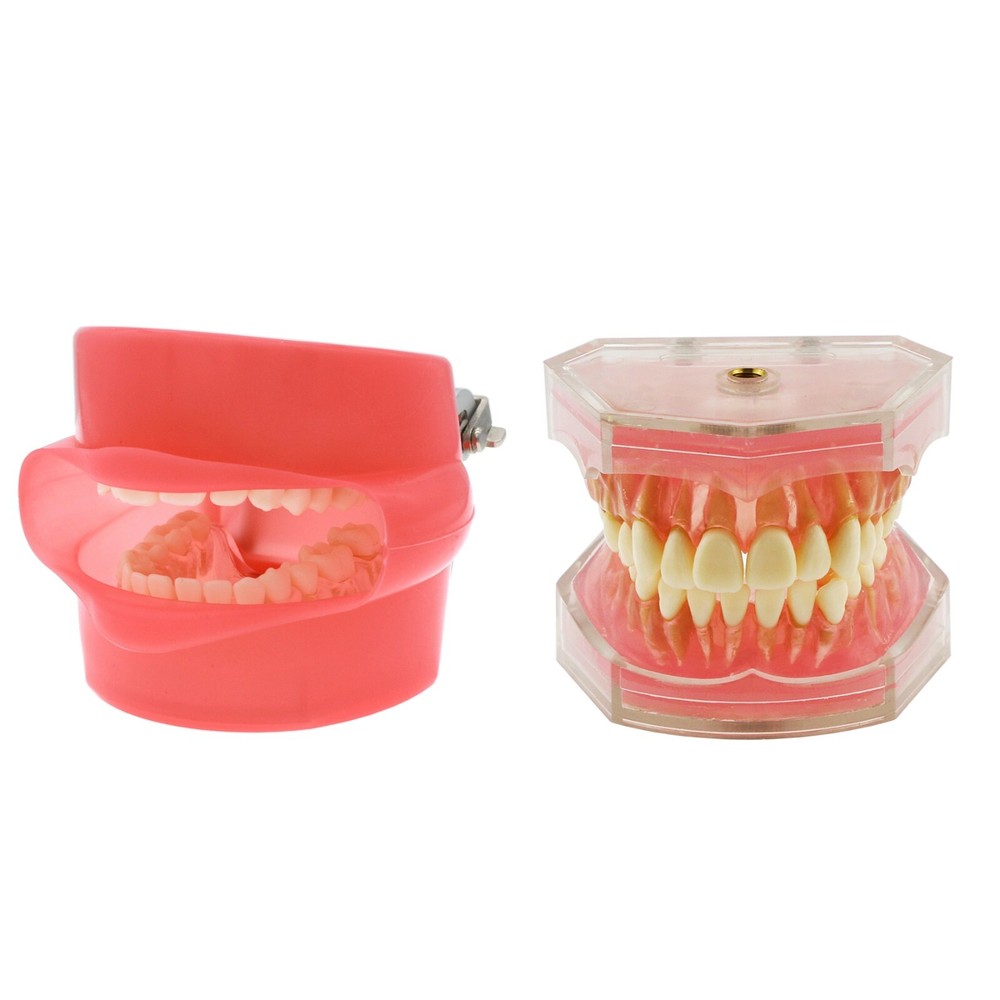 Dental Typodont Standard Teeth Model Soft Gum Simulation Cheek 28Pcs Removable