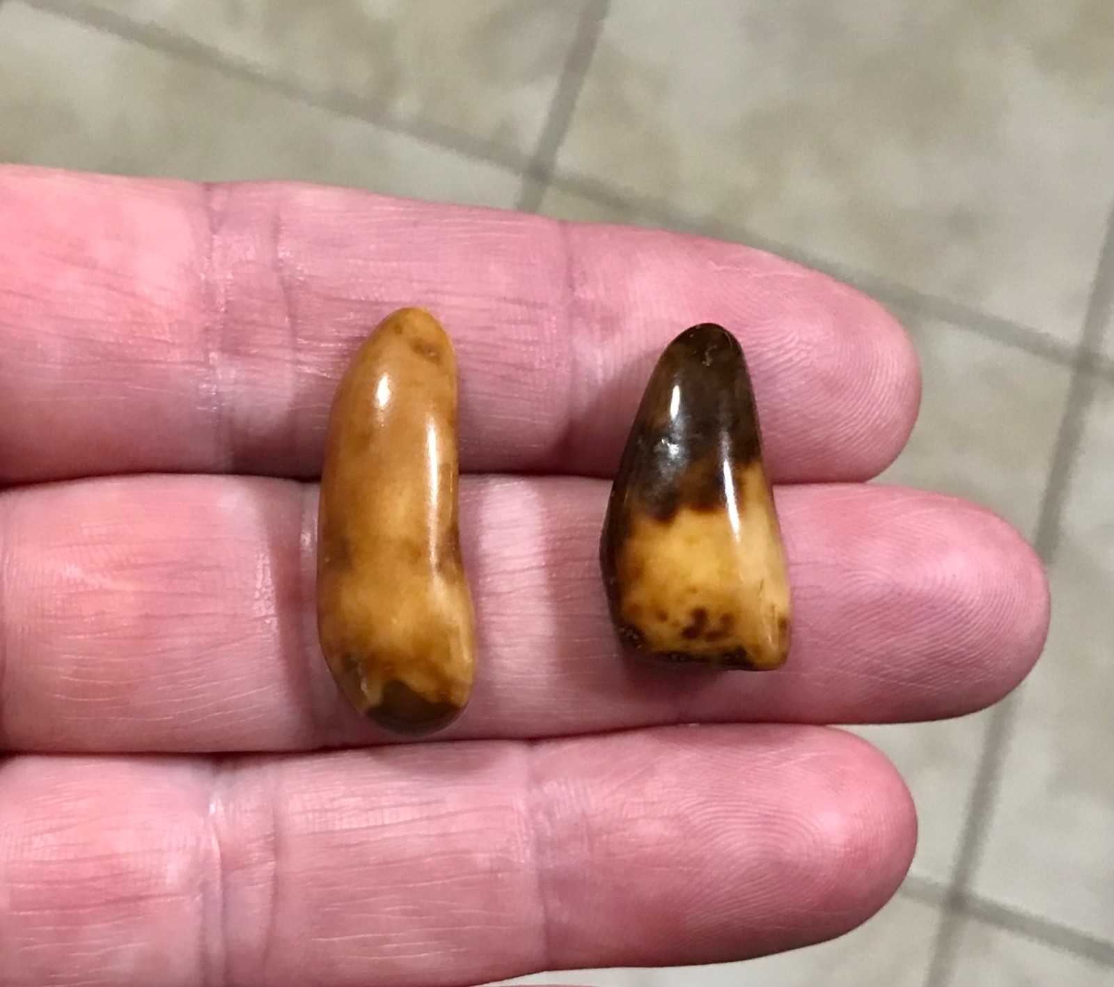 RARE,POLISHED W BEAUTIFUL UNCOMMON COLOR WALR_S TOOF FOSSILS