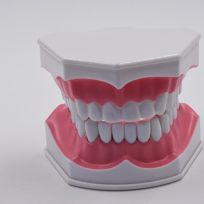 10Pcs Dental High Quality Study Teeth Model Colgate 2Times Large With Removable