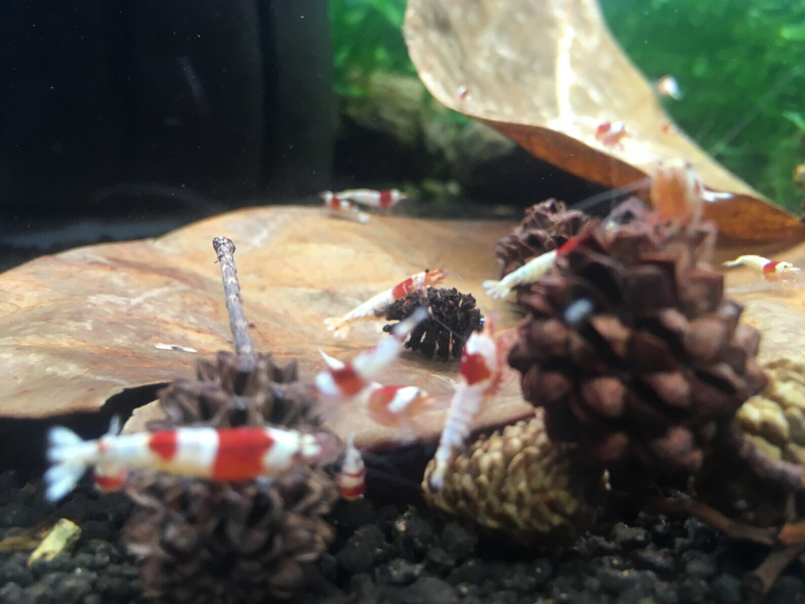 Large Indian almond leaves 7inch-10inch Catappa, Ketapang for shrimp Beta Fish