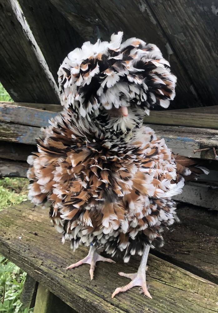 polish frizzle hatching eggs 15+ NPIP