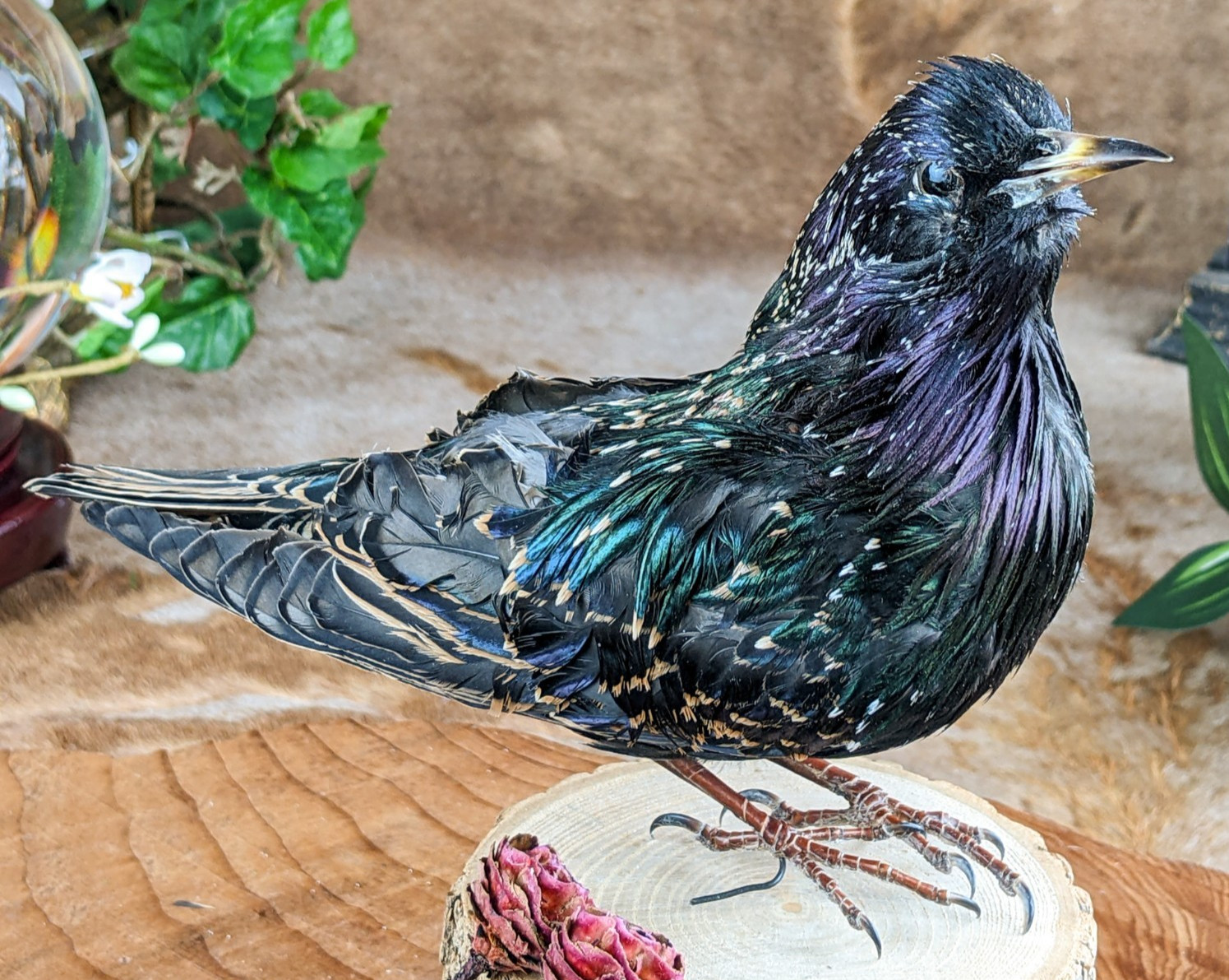 Starling Bird Taxidermy Display specimen Oddity Curiosity Décor collectible gift