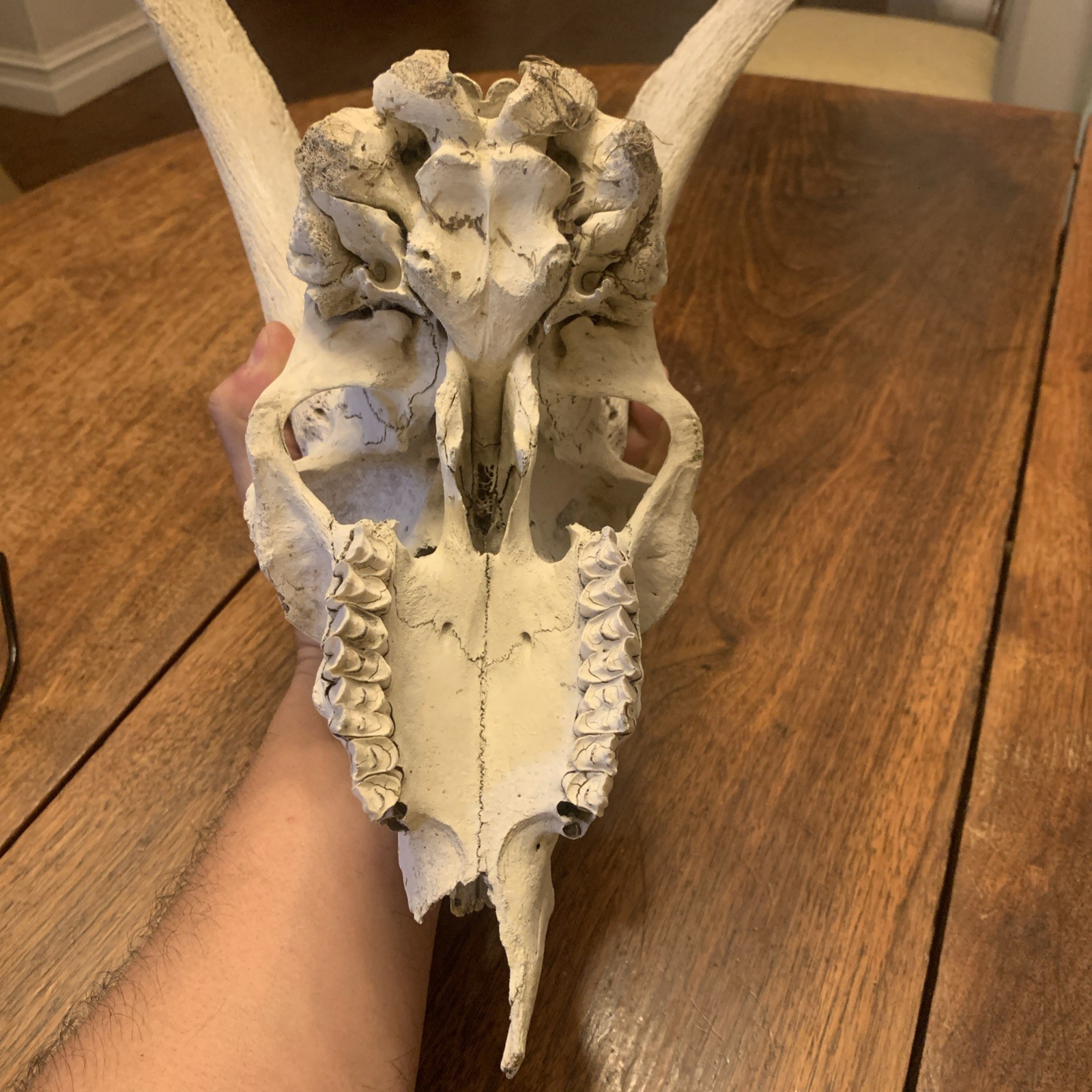 Large Authentic Goat Or Ram Skull - Taxidermy - Clean - Oddities Friendly
