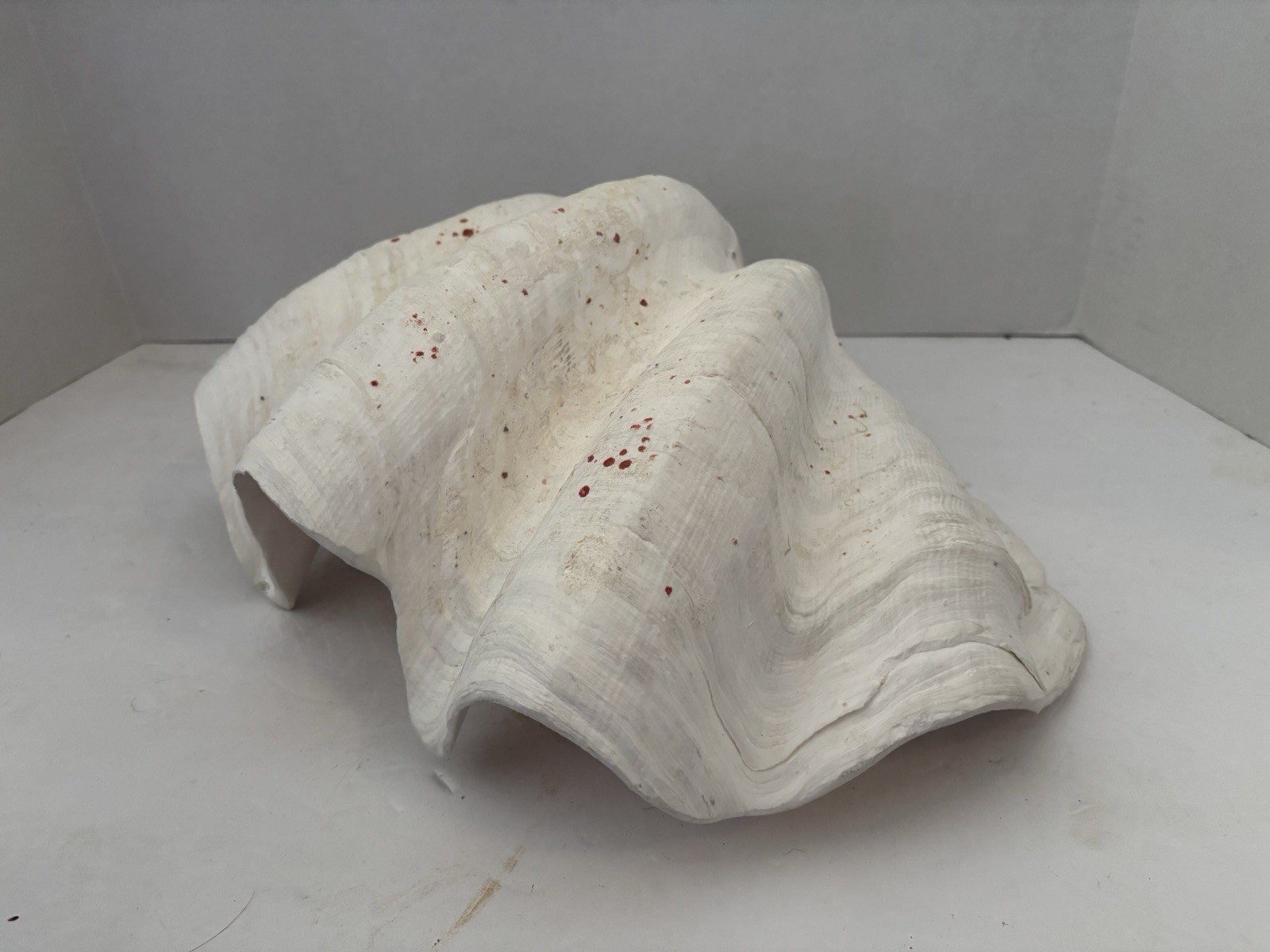 Very Rare 17” Giant Clam Shell Tridacna Gigas 17x 12x 7