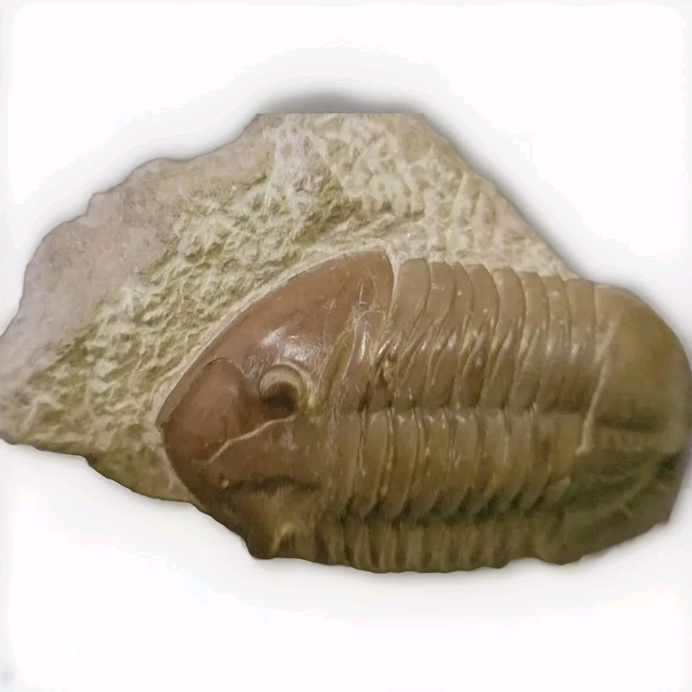 Russian Trilobite Asaphus Lepidurus "Very Rare"
