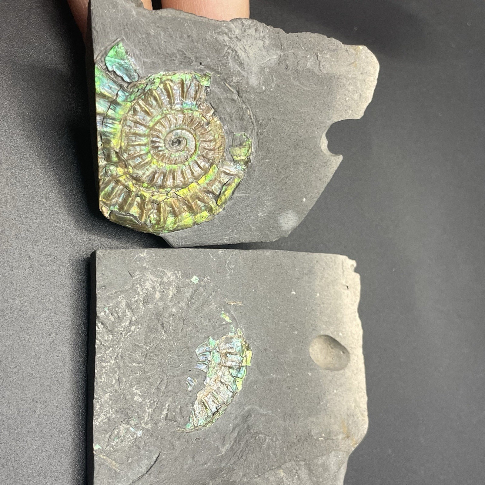 Ammonite Fossil Somerset UK Collector Quality Beautiful Green