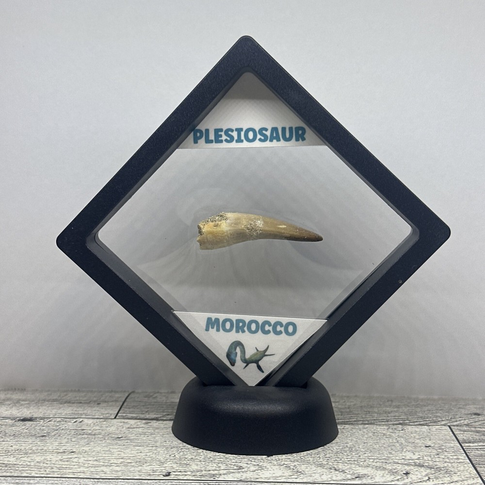 Plesiosaur Extinct Dinosaur Age Tooth Fossil in Display Case