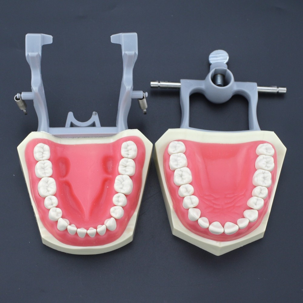 Columbia 860 Dental Typodont Model 32pc Removable Replacement Teeth Soft Gingiva