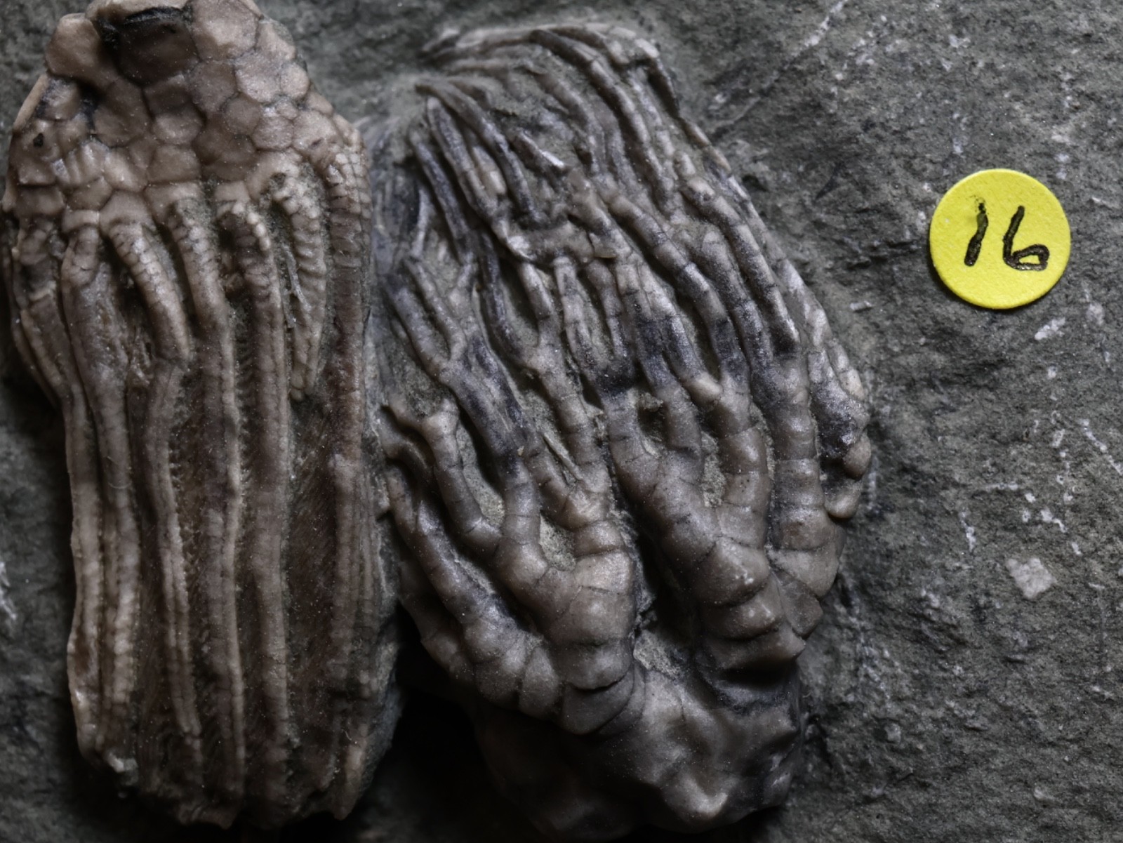 Expertly Prepared Fossil Crinoids, Crawfordsville, IN