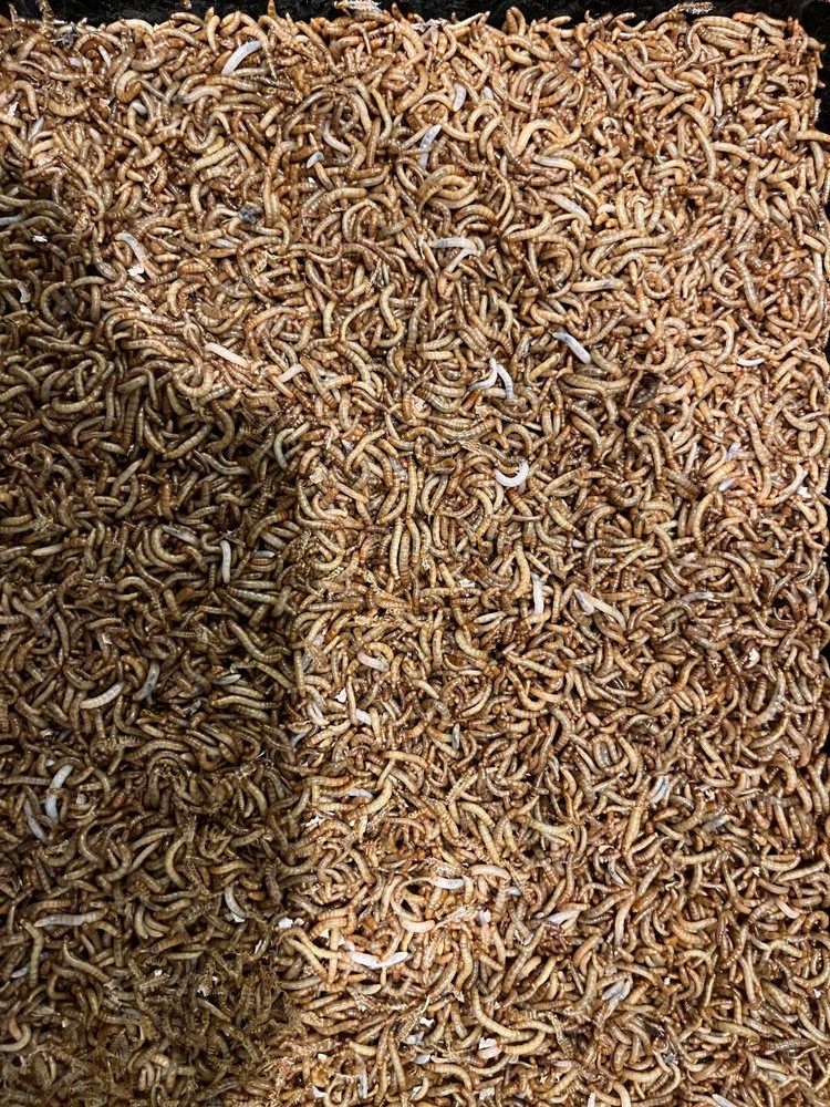 Live Mealworms Large 250 Count