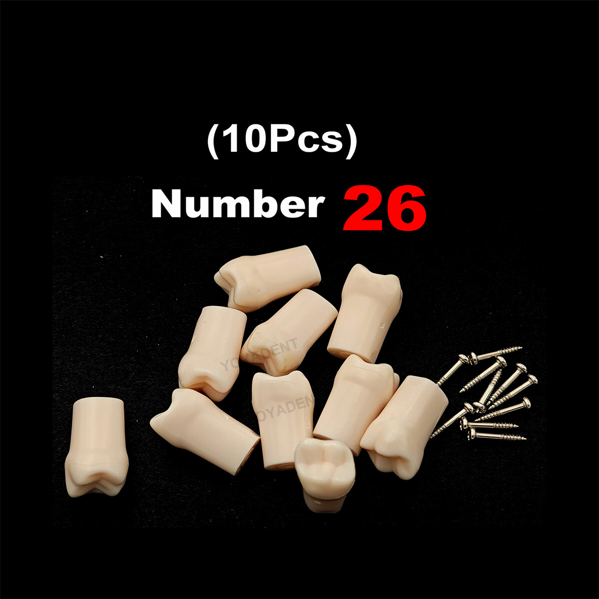 Dental Typodont Teeth Replacement Set of 40 Teeth Kilgore Nissin 500 Fit Screws