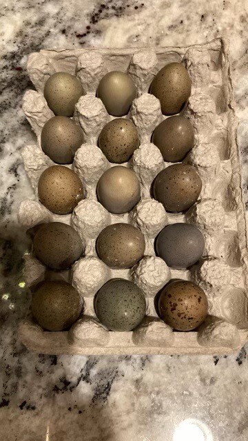 6 Fertile Button Quail Hatching Eggs