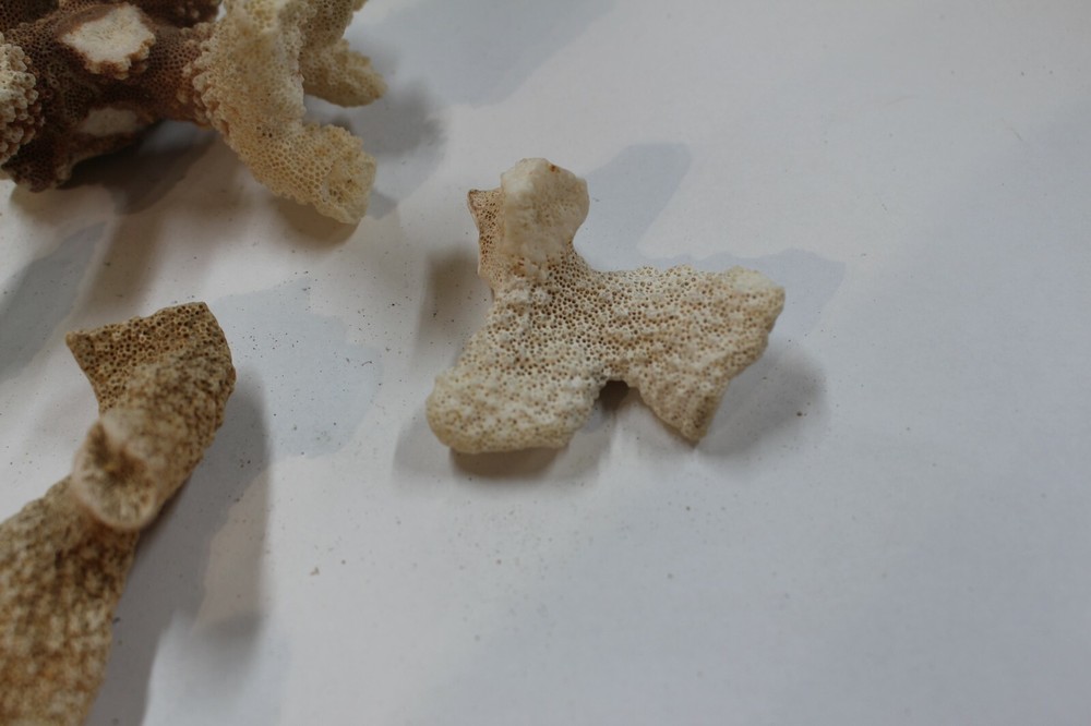 CORAL, Aquarium, various, crafts, hobby, White