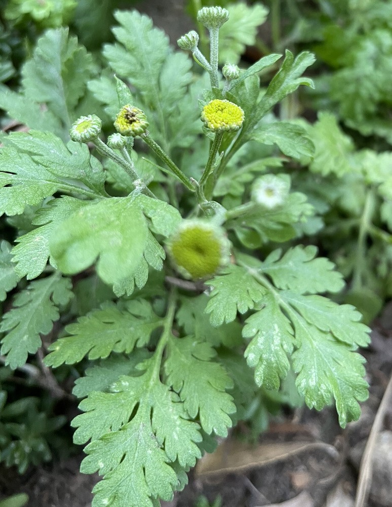 Feverfew (Tanacetum parthenium) Bareroot Plant