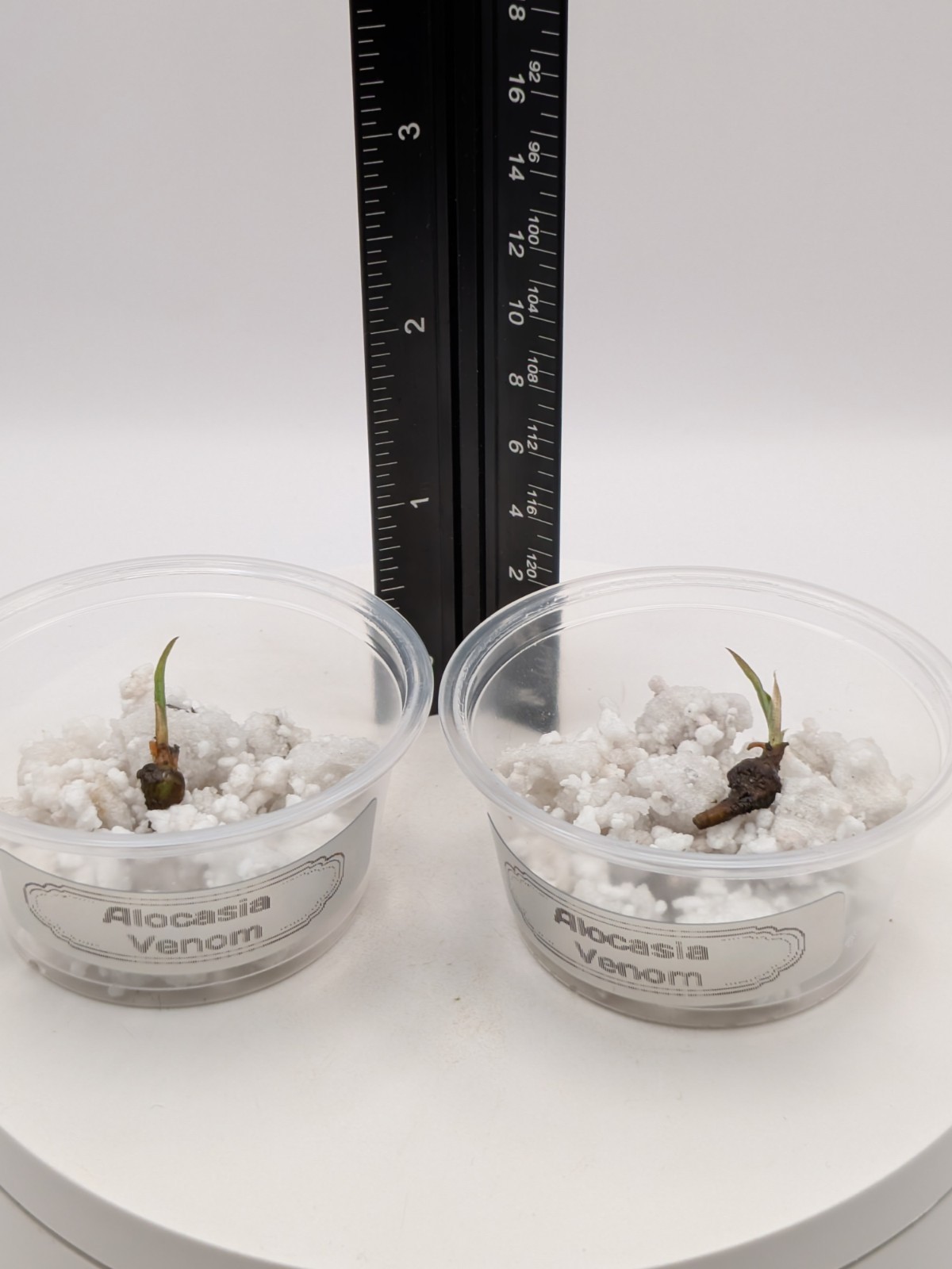 Alocasia Venom- 1x CORM (W/Leaf Emerging, No Roots) 2 Available -Growers Choice