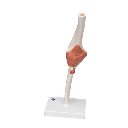 3B Scientific Functional Human Elbow Joint Model with Ligaments A83