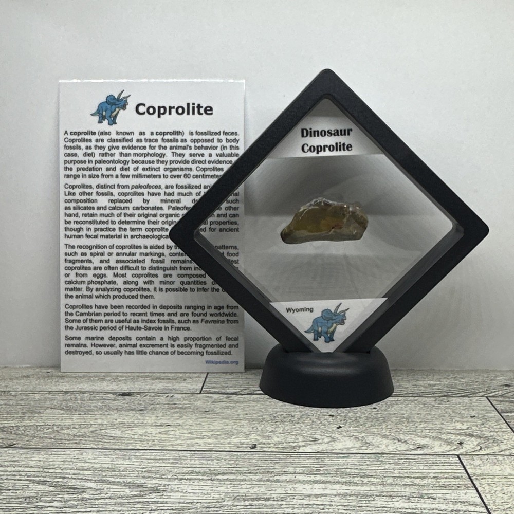 Dinosaur Coprolite (poop) Polished in Display Case
