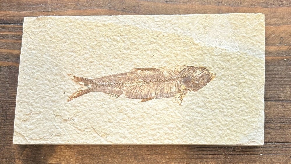 Fossil Fish Green River Wyoming
