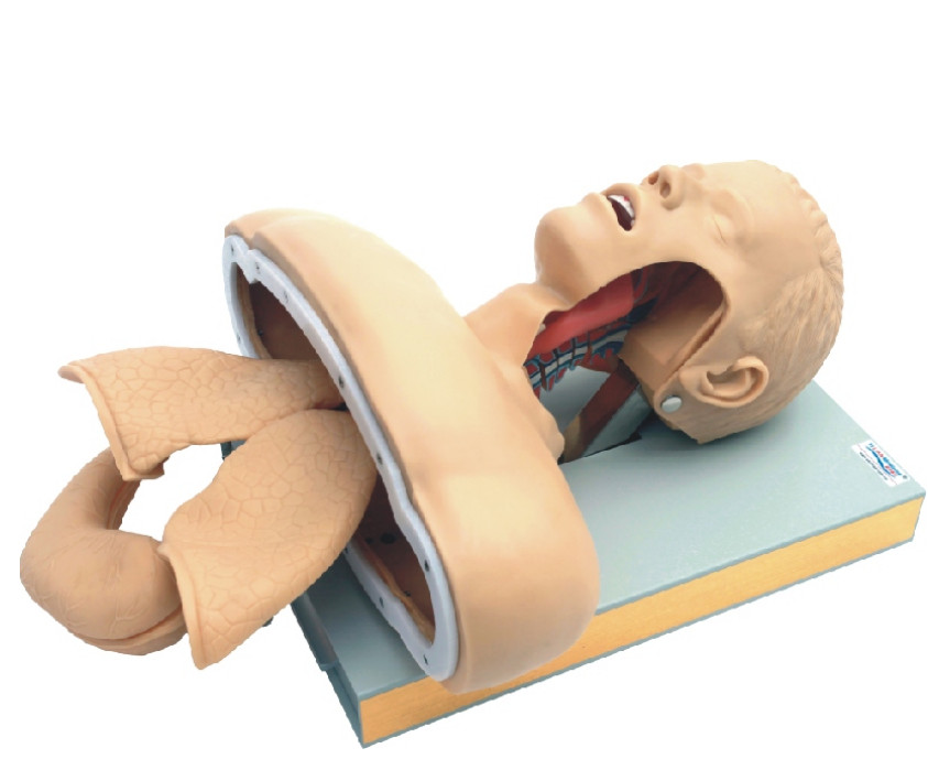 1:1 Tracheal Intubation Training Model Teaching Aids Nursing Training Display