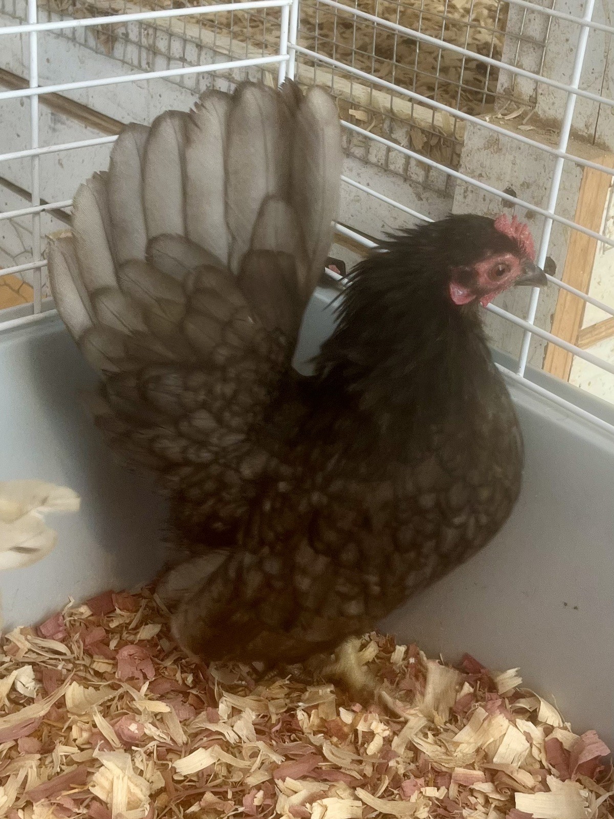 Small/Micro SERAMA Eggs One dozen Eggs