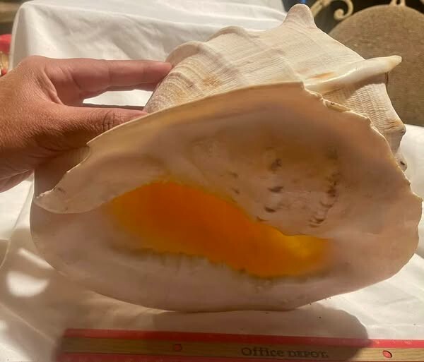 LARGE Sea Shell 11" x 9" -x 7..5"