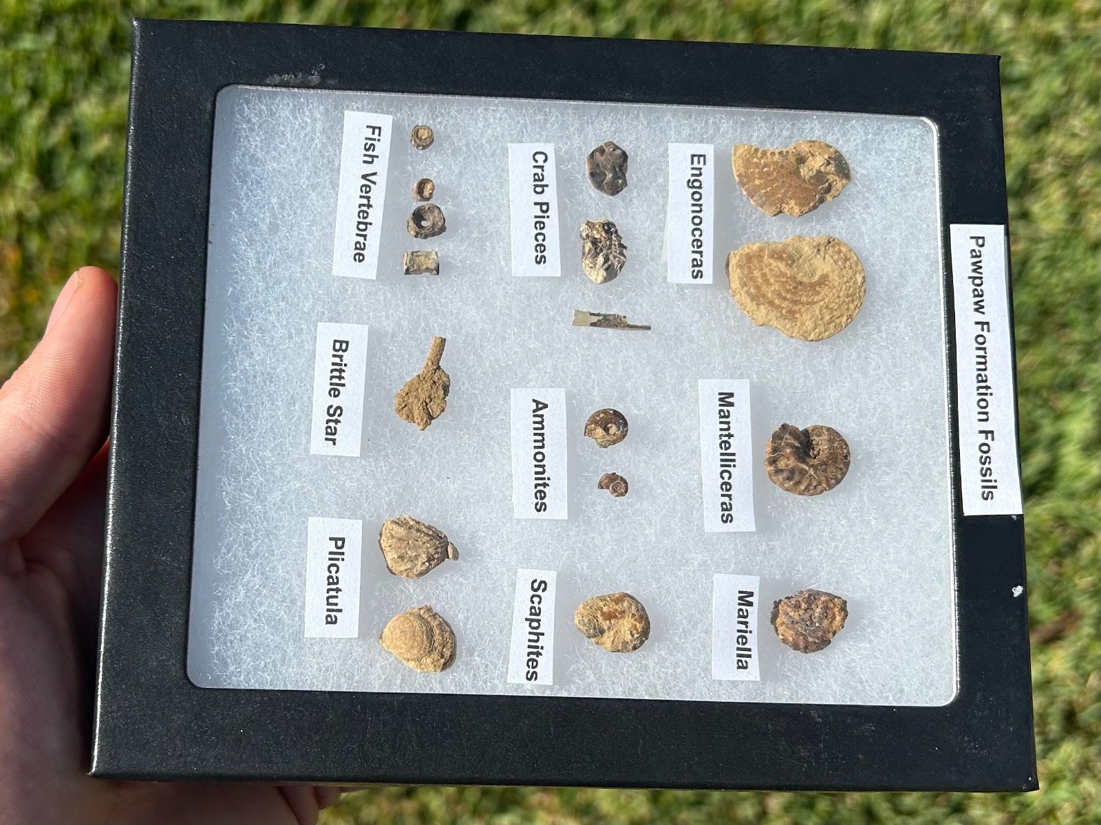 Pawpaw Formation Fossils Collection Starfish Ammonites Crabs Scaphites etc