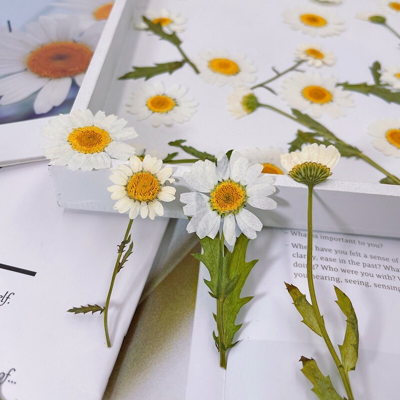 12PCS Real Pressed Dry Daisy with leaves stem for art Craft FHT12