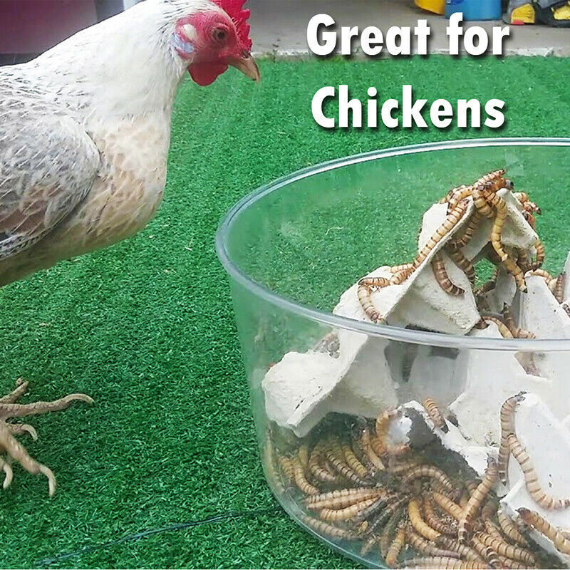 LOT Bulk Dried Mealworms Non-GMO for Wild Birds Food Blue Bird Chicken Hen Treat