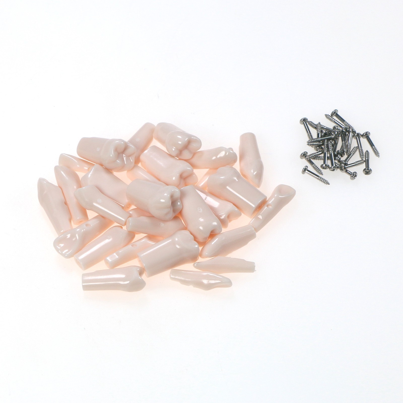 Dental Typodont Replacement Teeth Screw-in Model fit Kilgore NISSIN 200/500 Type