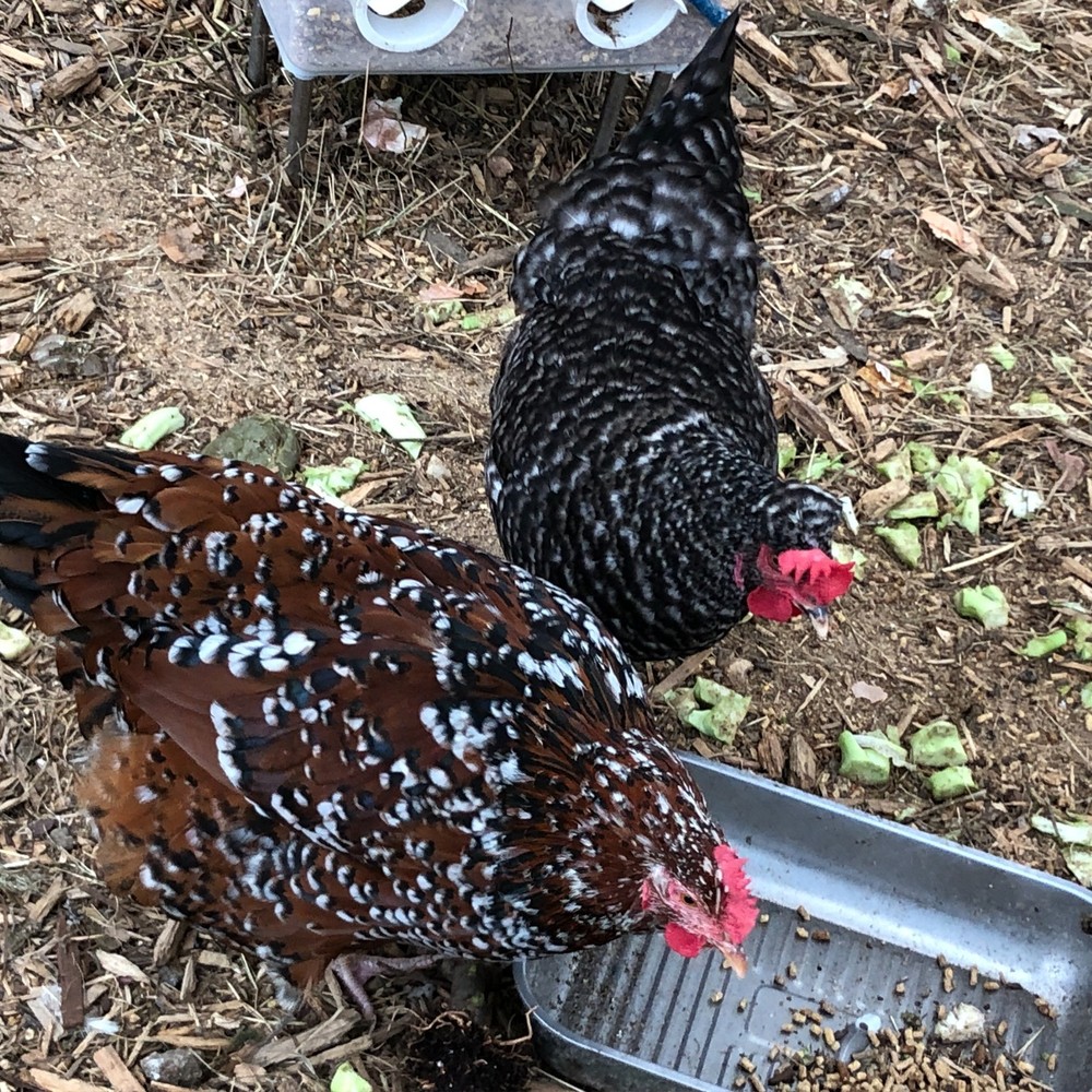 5+ Fertile Chicken Hatching Eggs Barnyard Mix/Crested/Easter/Rare Breed Possible