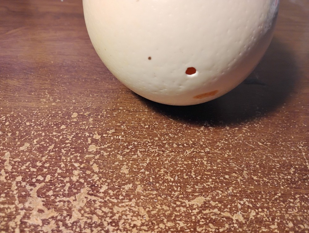 Empty ostrich egg drained