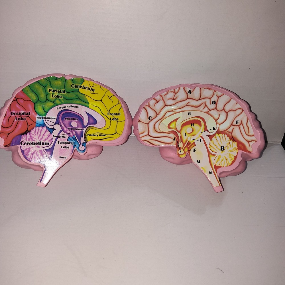 Human Brain Cross Section Foam Model - Educational Anatomy Study Tool - Labeled