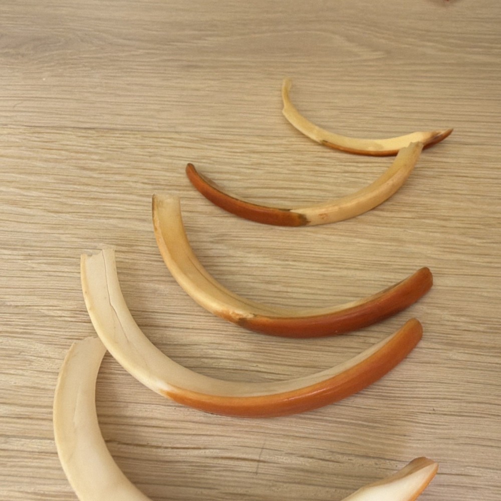 Beaver teeth