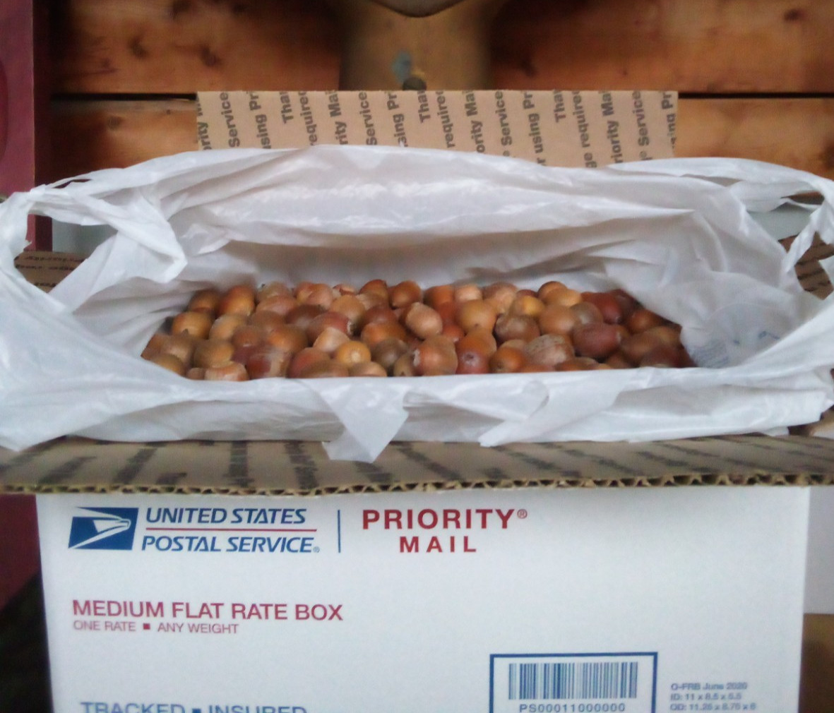 9 Plus Pounds of Acorns Wildlife Feed for Deer, Elk, Hogs, Birds, etc. Grade A