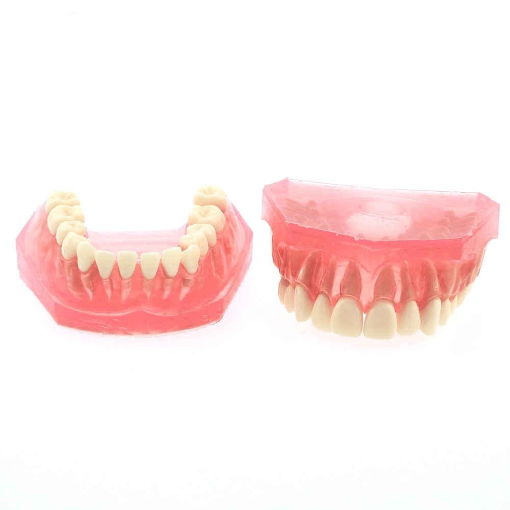 M7008 Standard Dental Study Teeth Model with Soft Gingiva 28 Removable Teeth