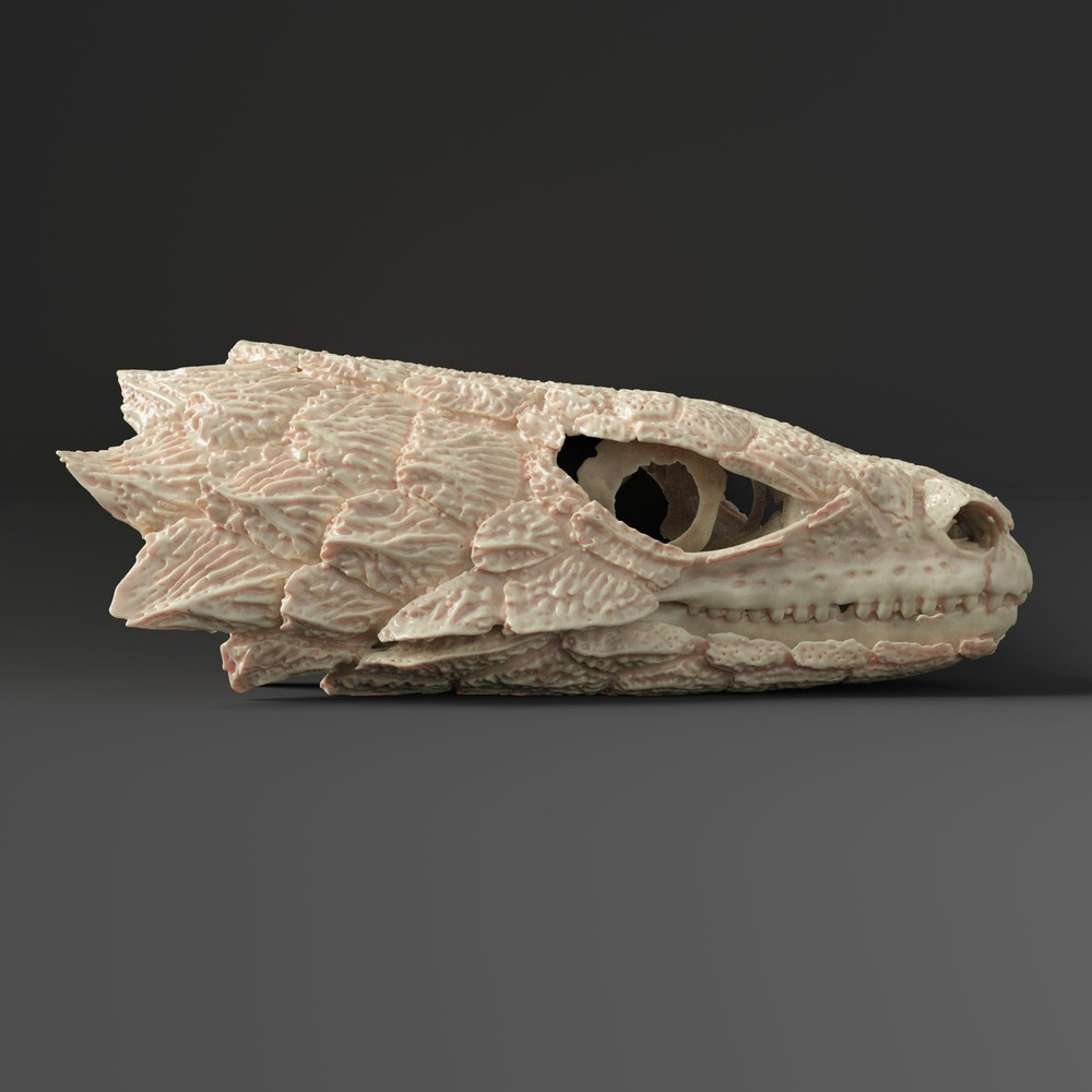 Armadillo lizard skull Replica (Museum Quality)