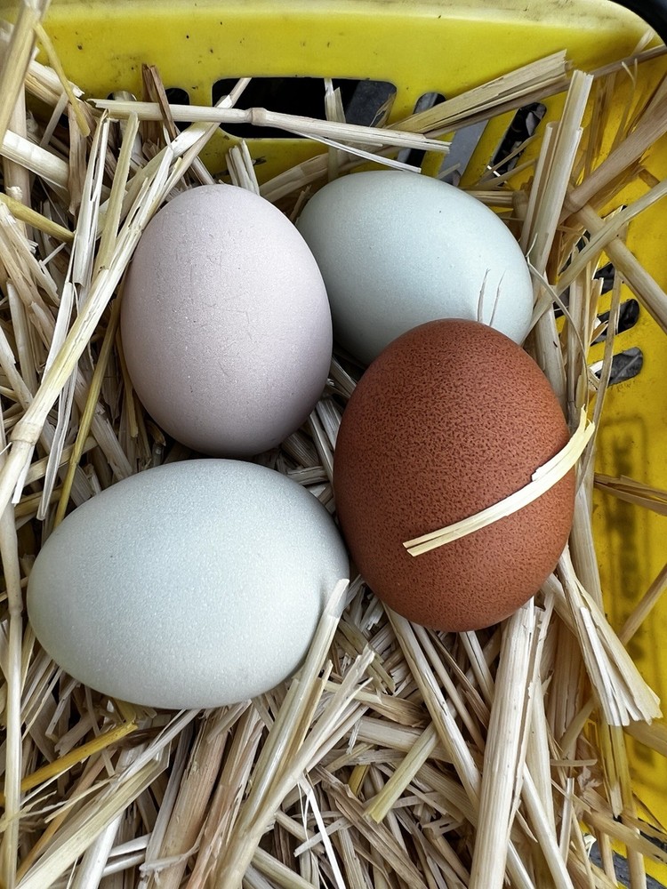 Copper Maran,Easter egger,olive egger hatching eggs