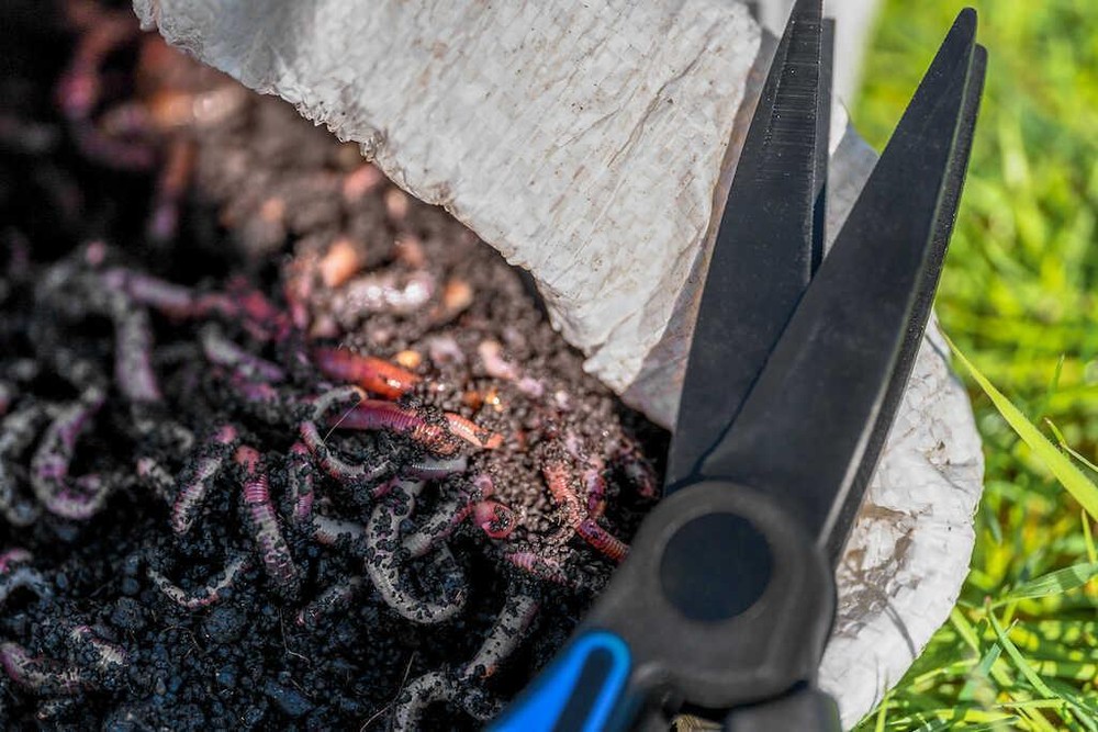 Preston Worm Scissors / Fishing Bait Choppa